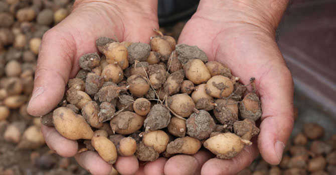 İşlenmiş toz hali 1000 lira olan salepte hasat sürüyor