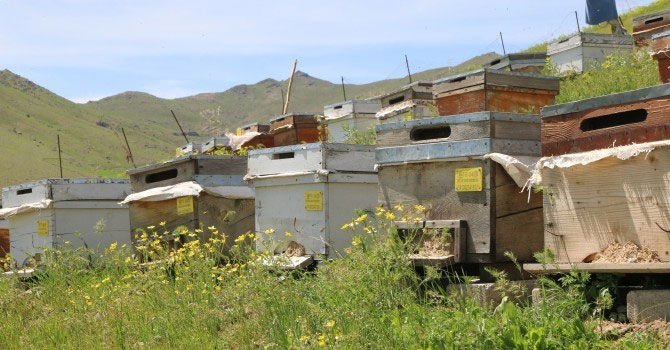 Arılar oğul vermeye başladı