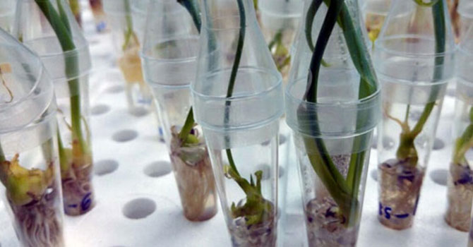 Yok olma tehlikesi var, laboratuvarda çoğaltılıyor