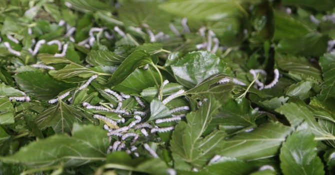 İpek böcekleri dut yaprağına doymuyor