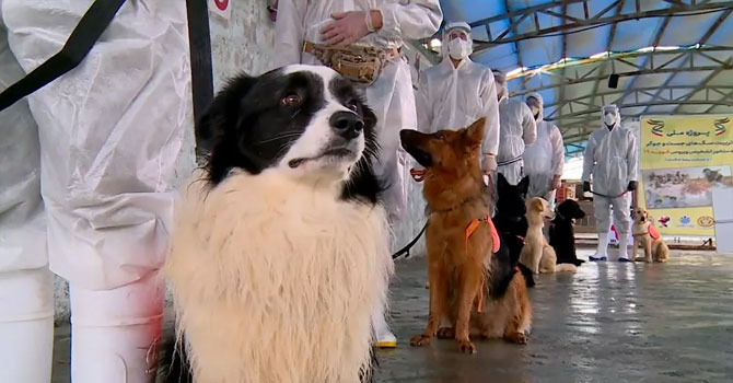 İran'da köpekler koronavirüs taşıyan hastaları tespit etmek için eğitiliyor