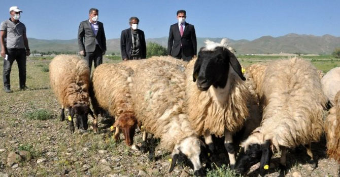 Sarı kızın sahibi Mehmet amcaya 20 koyun