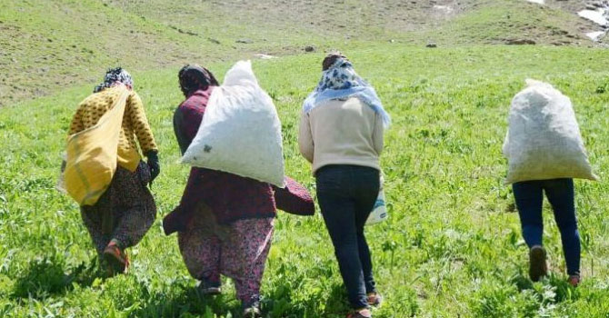 Hakkarili kadınların dağlardaki ot mesaisi