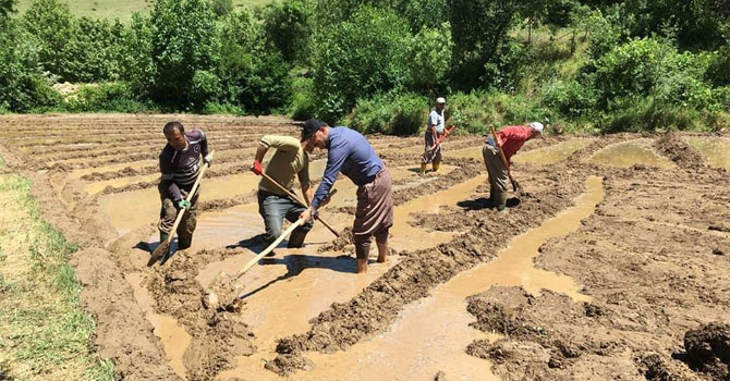 Çukurca Belediye Başkanı Dündar çeltik tarlasında çalıştı