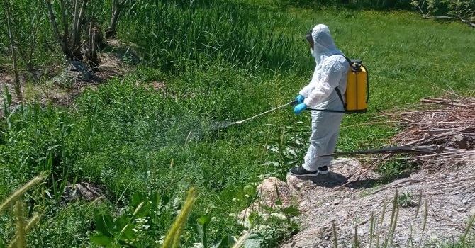 Hakkari'de Larva ilaçlama çalışmaları sürüyor