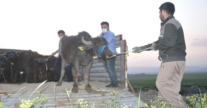 Yüksekova'da 20 manda ve 12 malak dağıtıldı