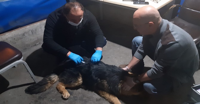 Hakkari'de zehirlenen köpek tedavi altına alındı