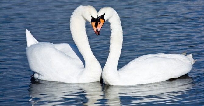Uzaktaki Sevgiliye özlem! Rıza Tekin yazdı...