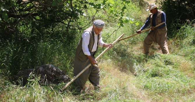Stranlar eşliğinde ot biçiyorlar