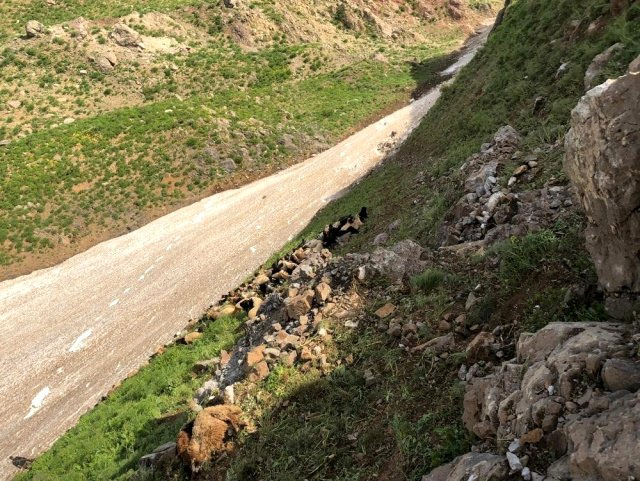 Dağdan düşen kayalar 20 hayvanı telef etti