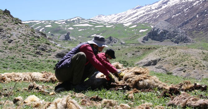 Beytüşşebap'ta koyun kırpma vakti
