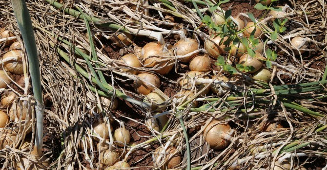 Yüzlerce ton soğan çürümeye bırakıldı