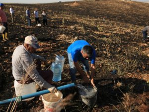 Batman’da 7 bin fıstık fidesi kül oldu