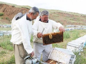 Hakkari'de Mor Dağı yaylaları, artık arıcıları ağırlıyor