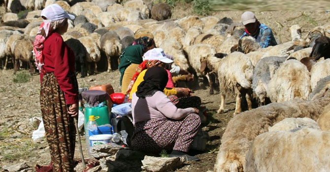 Şemdinli'de berivanların zorlu yaşamı