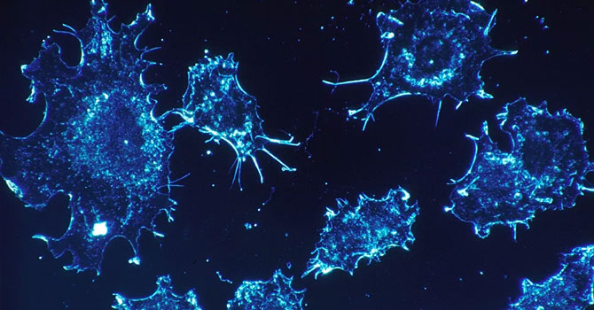 'Ciddi hastalıklar kokudan anlaşılabilir'