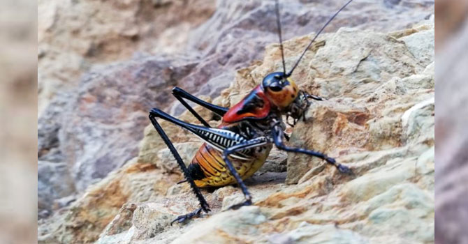Hakkari'de görülen çekirgeler üreticileri korkuttu