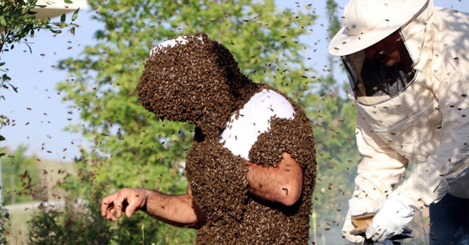 Dünya rekoru kırmak için binlerce arıyı üzerinde topladı