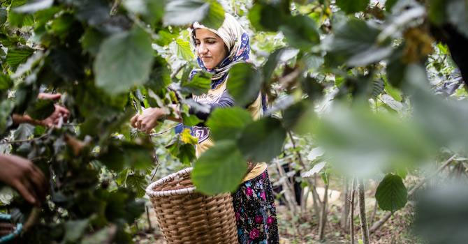Mevsimlik tarım işçileri: Tarlada sosyal mesafe yok