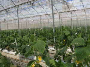 Serayı jeotermal enerjisiyle ısıtıyor