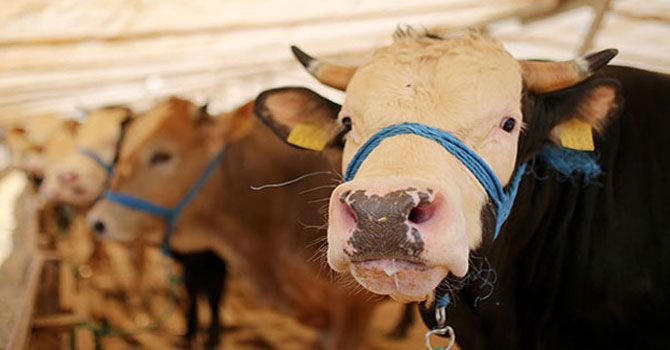 Kurbanlık hayvanlarda 'ölümcül kene' uyarısı