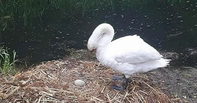 Yuvası ve yumurtaları dağıtılan kuğu üzüntüden öldü