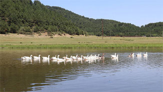 Kuş cenneti Yayla Gölü koruma altına alındı