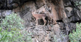 Hakkari'de dağ keçileri görüntülendi