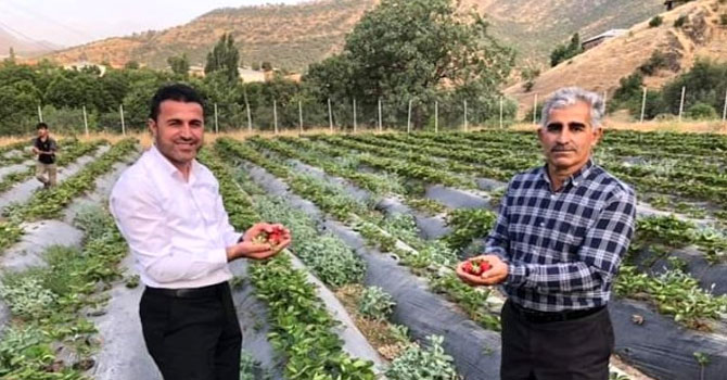 Derecik ilçesinde sebze yetiştiriciliği