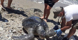 Kuşadası'nda kıyıya vurdu!