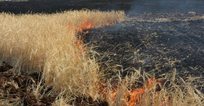 Batman’da yıldırım düştü, arazi küle döndü
