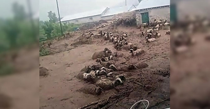 Erciş'te 74 koyun sele kapılarak telef oldu