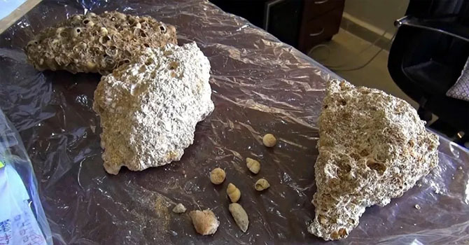 Muş'ta 50 milyon yıllık fosiller bulundu