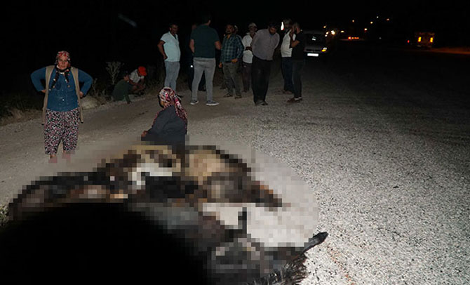 Otomobilin keçi sürüsüne daldı