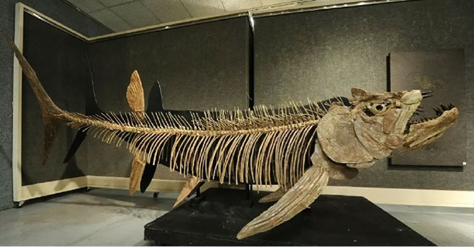 Arjantin'de 70 yıl önce bulunan balık fosilinin 70 milyon yıllık olduğu keşfedildi