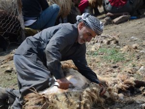 Günde 450 TL yevmiye ile koyun kırkıyorlar