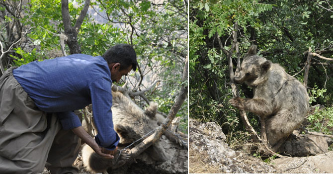 Hakkari'de ayağı tele takılan ayı kurtarıldı