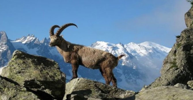 Tunceli'de dağ keçisi avı için ihale açıldı