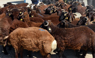 'Kurban alırken parlak tüylü hayvan tercih edin'