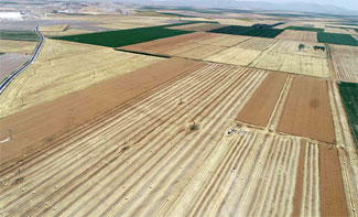 'Arpa ve buğdaydaki verim umut verici'