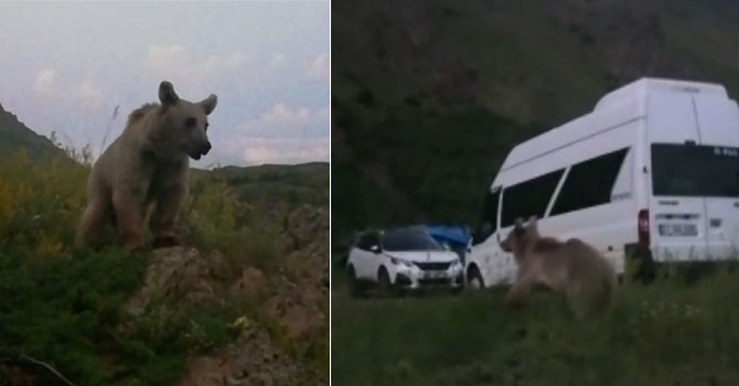 Hakkari'de aç kalan ayı yaylaya indi