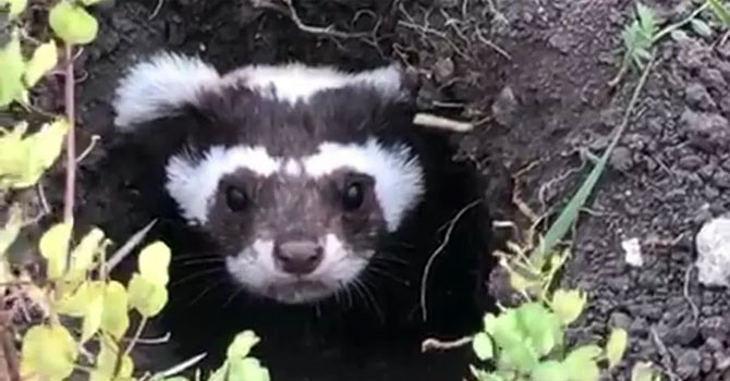 Nesli tükenmekte olan alaca sansar görüldü