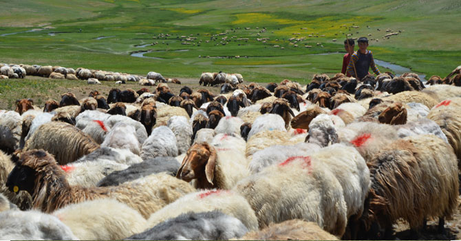 Hakkari, Van ve Bitlis'ten kurbanlıklar yola çıkmaya başladı