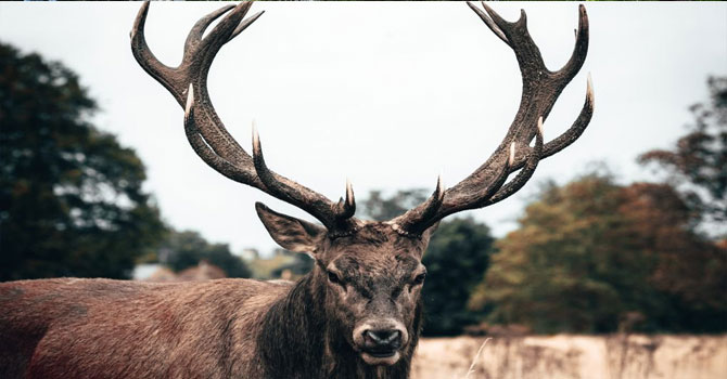 Eskişehir’de geyik avı ihalesi iptal