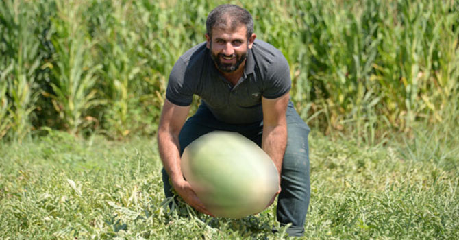 Dünyanın en meşhur karpuzunun yetiştiği Diyarbakır'da hasat zamanı