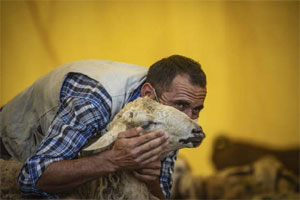 Özlü: Kurban etinden virüs bulaşabilir