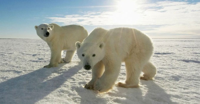 Kutup ayılarının nesli bu yüzyılda tükenebilir