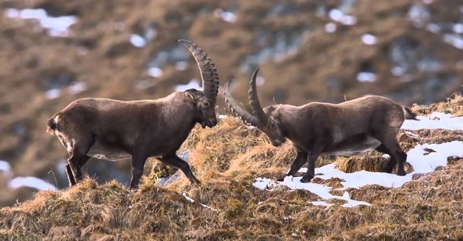 Bu kez de Bingöl'de yaban keçisi avına izin çıktı