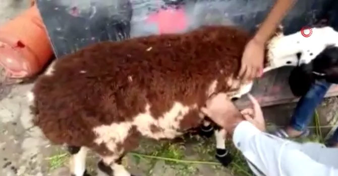 Kurbanlık koyun diye aldı, gerçek çok farklı çıktı