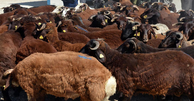 Diyanet'ten 'kurbanlık' uyarısı